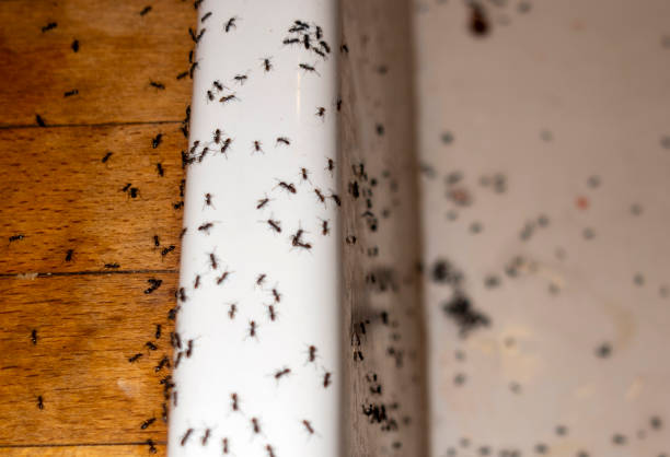 Best Pest Removal Services  in Nashville, GA