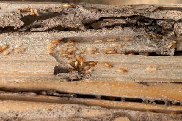 Best Pest Prevention Services  in Nashville, GA
